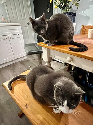 Dining room table is a fave cat hangout_300x420 Dining room table is a fave cat hangout_300x420