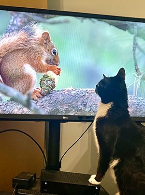 Grabbing a front row view for Cat Tv_300x420 Grabbing a front row view for Cat Tv_300x420