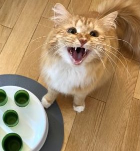 kitcat_Kiyoko_now-that-I-have-your-attention-280x300 kitcat_Kiyoko_now-that-I-have-your-attention-280x300