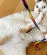 <h1 style="font-size:32px; "> Finding the Right Toy for Your Cat </h1>